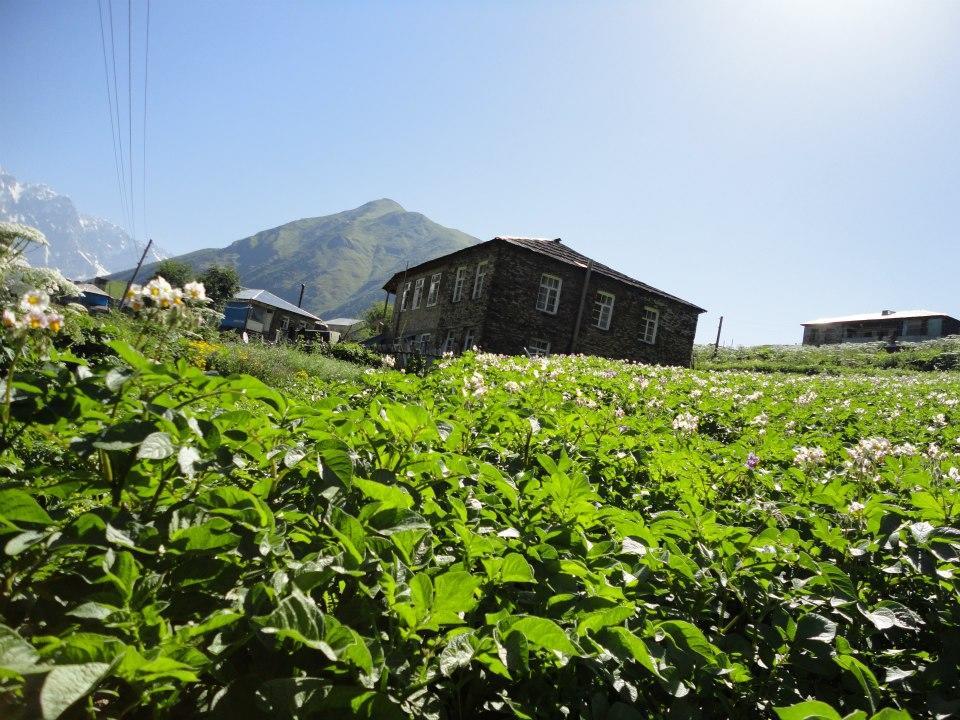 Caucasus Guesthouse Ushguli Eksteriør billede